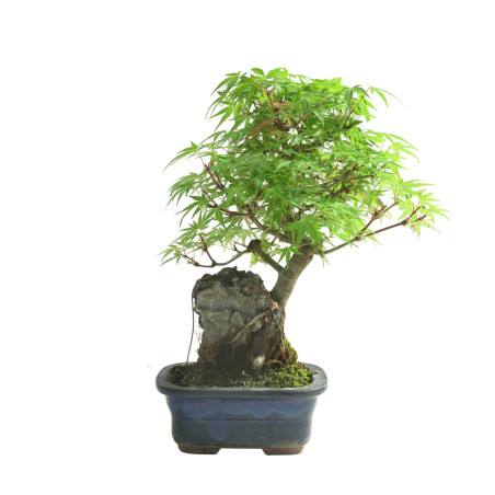 ACER PALMATUM IB100