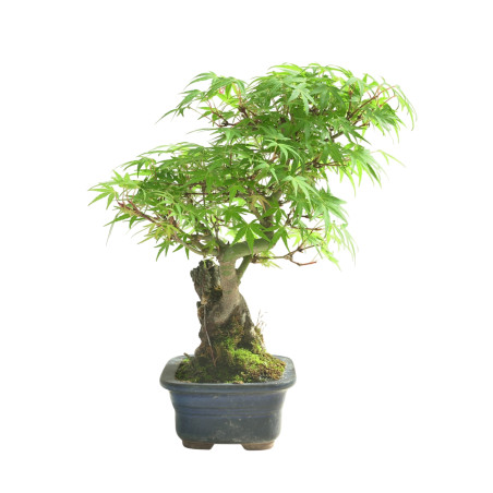 ACER PALMATUM IB100