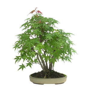 ACER PALMATUM IB35