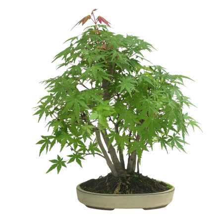 ACER PALMATUM IB35