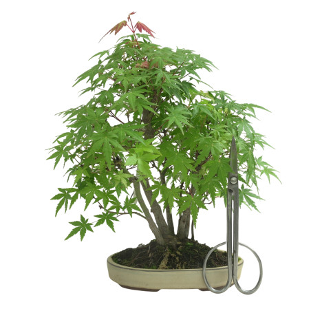 ACER PALMATUM IB35
