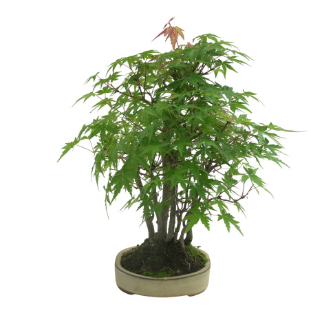 ACER PALMATUM IB35