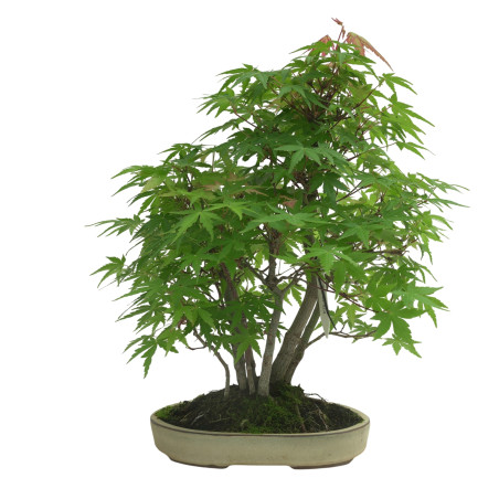 ACER PALMATUM IB35