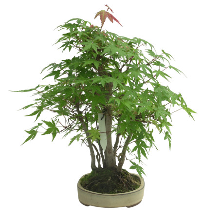 ACER PALMATUM IB35