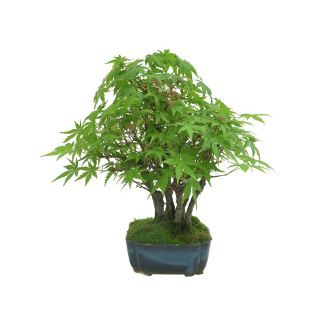 ACER PALMATUM IB34