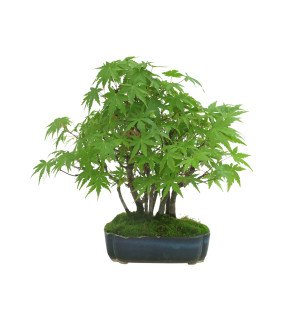 ACER PALMATUM IB34