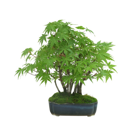 ACER PALMATUM IB34