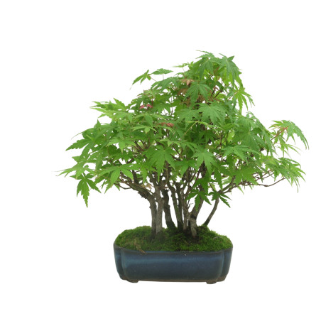 ACER PALMATUM IB34