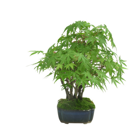 ACER PALMATUM IB34