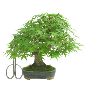ACER PALMATUM IB168