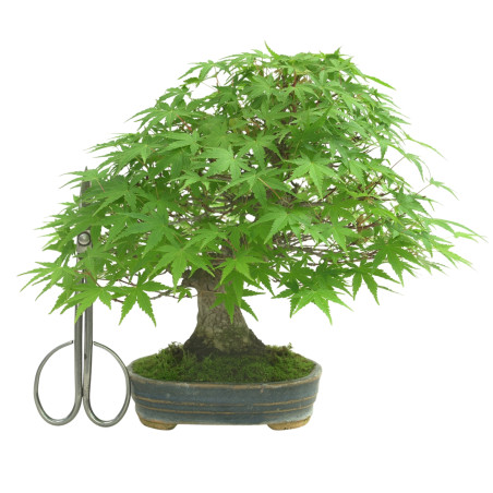 ACER PALMATUM IB168
