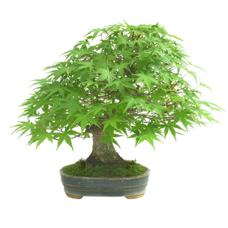 ACER PALMATUM IB168
