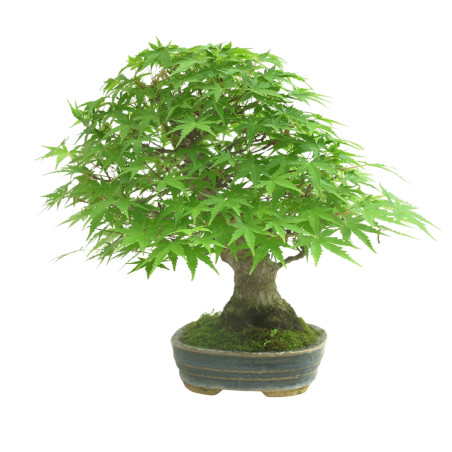 ACER PALMATUM IB168