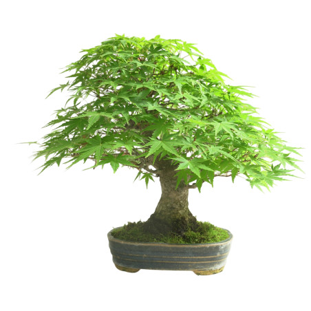ACER PALMATUM IB168