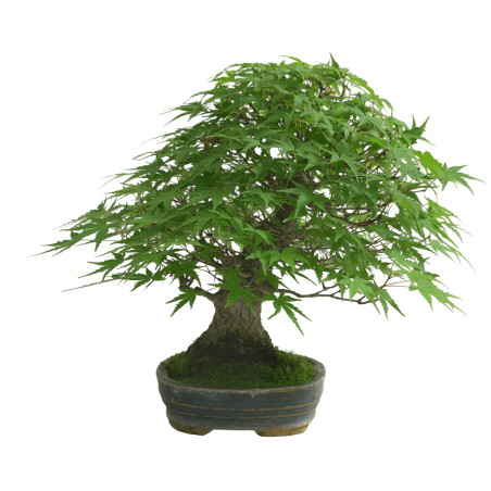 ACER PALMATUM IB168