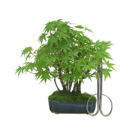 ACER PALMATUM IB34