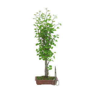 GINKGO BILOBA IB127