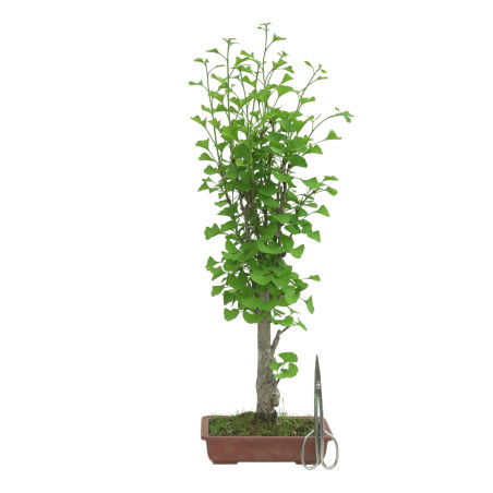 GINKGO BILOBA IB127