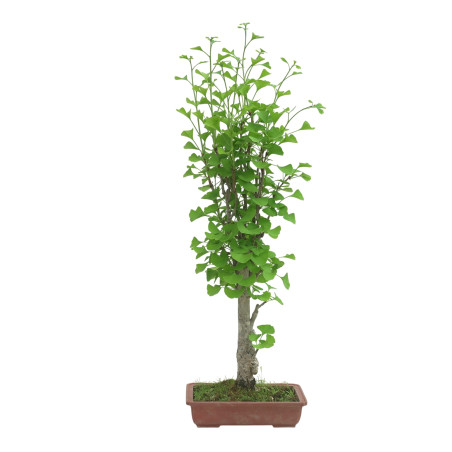 GINKGO BILOBA IB127
