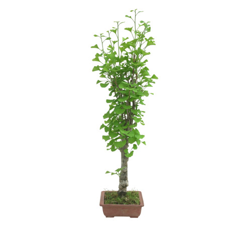 GINKGO BILOBA IB127