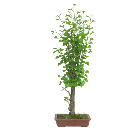 GINKGO BILOBA IB127