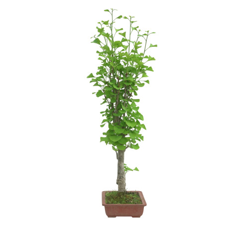 GINKGO BILOBA IB127