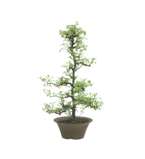 OSTEOMELES IB226