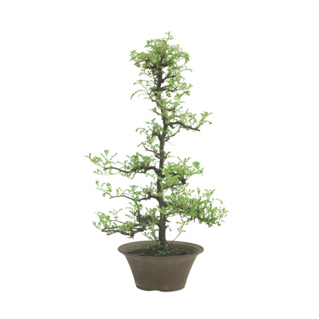 OSTEOMELES IB226