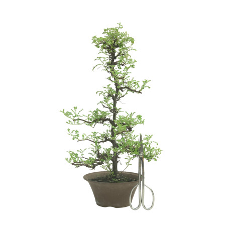 OSTEOMELES IB226