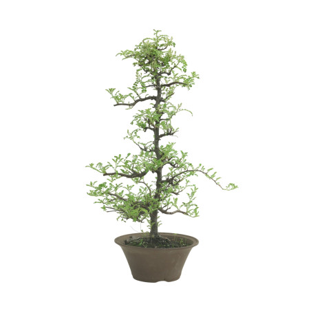 OSTEOMELES IB226