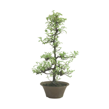 OSTEOMELES IB226