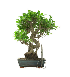 FICUS RETUSA 16631