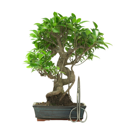 FICUS RETUSA 16631
