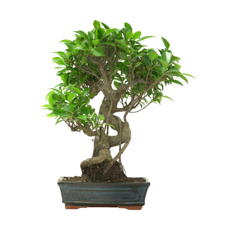 FICUS RETUSA 16631