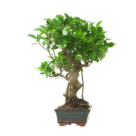 FICUS RETUSA 16631