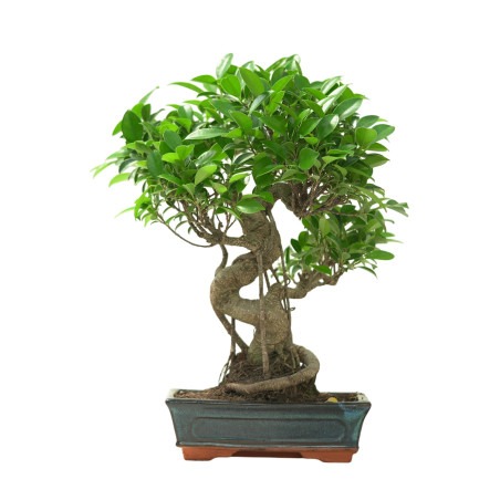 FICUS RETUSA 16631