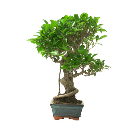 FICUS RETUSA 16631