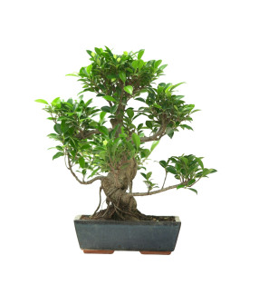 FICUS RETUSA 16632