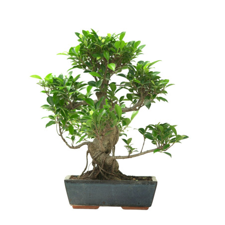 FICUS RETUSA 16632