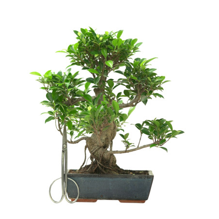 FICUS RETUSA 16632