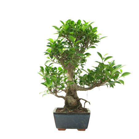 FICUS RETUSA 16632