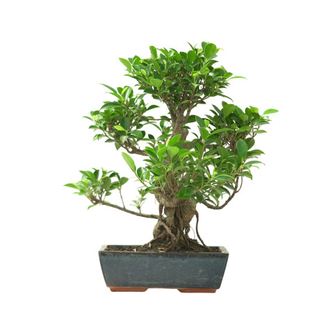 FICUS RETUSA 16632