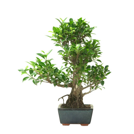 FICUS RETUSA 16632