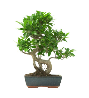 FICUS RETUSA 16633