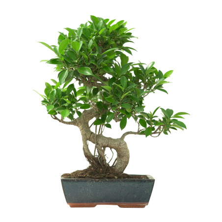 FICUS RETUSA 16633