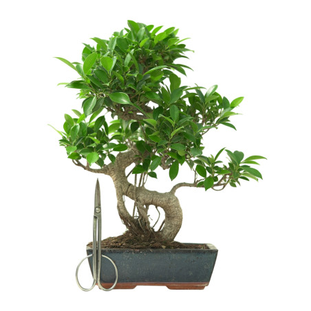 FICUS RETUSA 16633