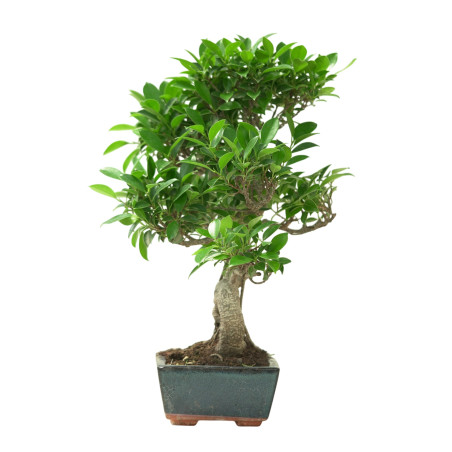 FICUS RETUSA 16633