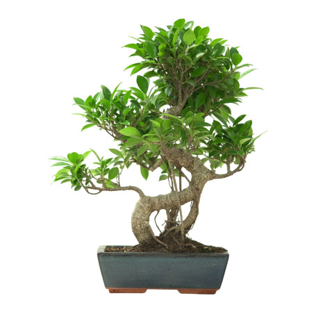 FICUS RETUSA 16633