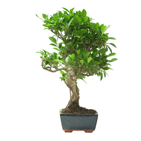 FICUS RETUSA 16633