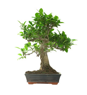 FICUS RETUSA 16634